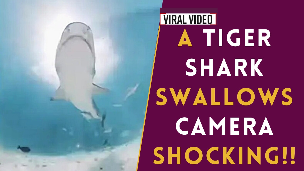 Viral Video: In This Dramatic Video a Shark is Seen Swallowing a Camera, Which Will Blow Your Mind
